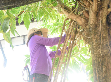 กิจกรรมวันรักต้นไม้แห่งชาติ พ.ศ.2568 พารามิเตอร์รูปภาพ 10