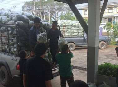 ช่วยซื้อและกระจายผลผลิตกะหล่ำปลีบ้านขุนสถาน ตำบลสันทะ ... พารามิเตอร์รูปภาพ 1