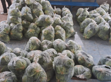 ช่วยซื้อและกระจายผลผลิตกะหล่ำปลีบ้านขุนสถาน ตำบลสันทะ ... พารามิเตอร์รูปภาพ 8